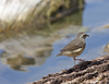 Louisiana Water Thrush